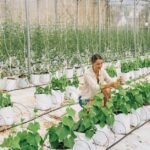 Woman tending plants in a modern indoor farm, focused on sustainable agriculture.